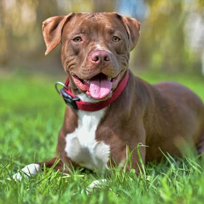 Love My Pitbull More
