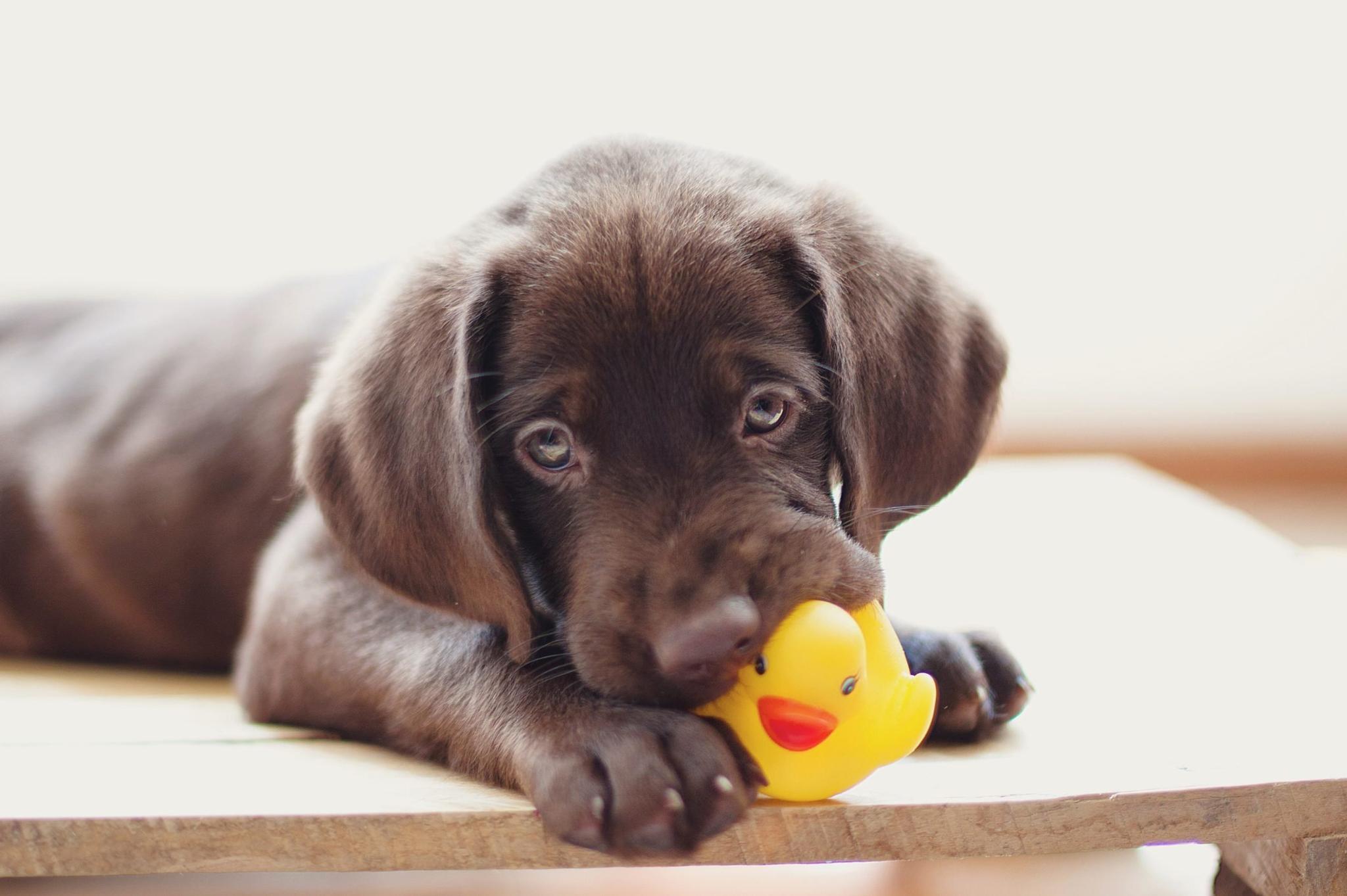 Squeaky Toy Showdown